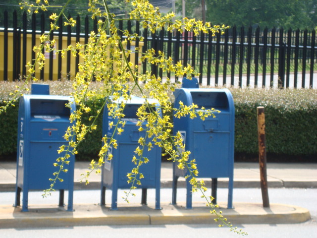 Mailboxes With Forsythia