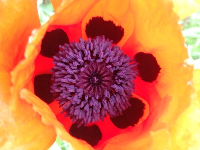 poppy flower blooming with purple and red interior and orange petals