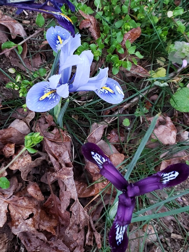Young iris blooms burst open