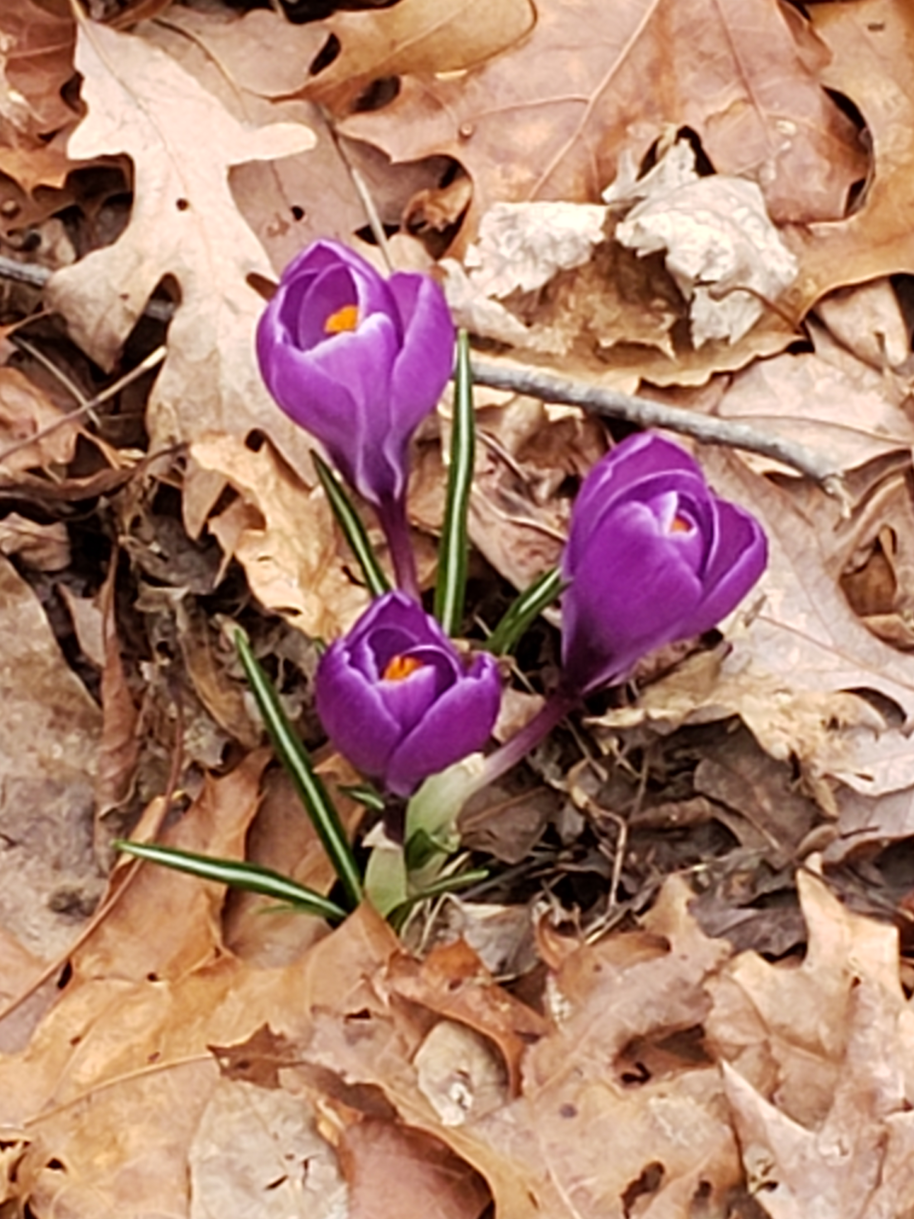 Purple crocus flowers blooming out from ldried leaves on the ground