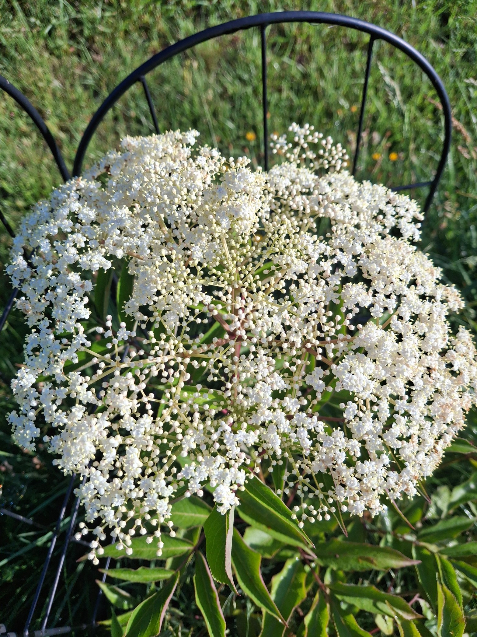 white Elderberry flowers in bloom