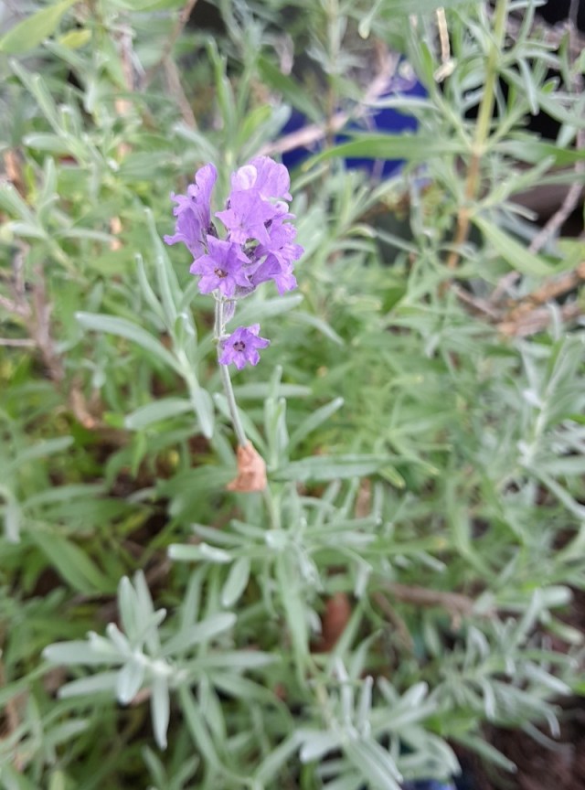 purple lavendar flowers blooming